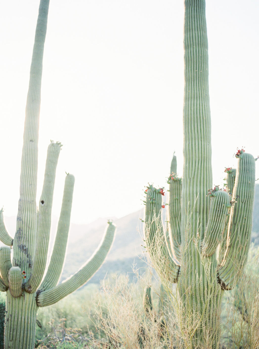 Tall Saguaro cacti bathed in soft sunlight, creating a breathtaking natural backdrop for a desert wedding ceremony. A serene and iconic Arizona setting.
