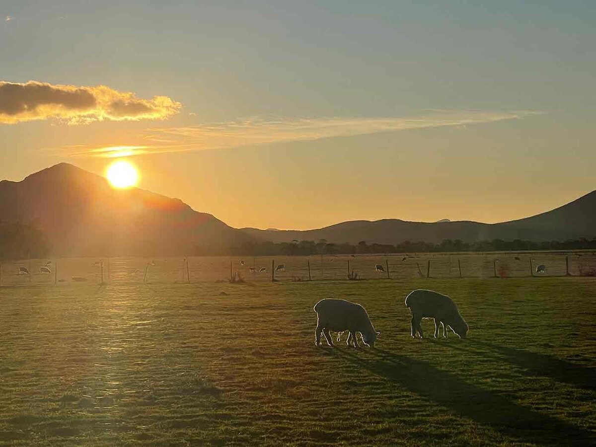 sheep breeding grampians