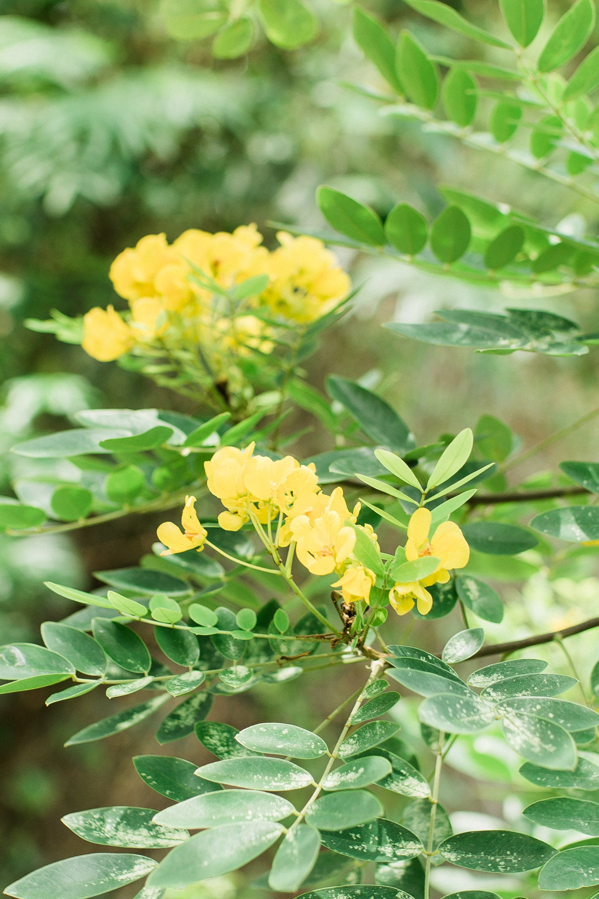 Yellow flowers in Riviera Maya, Cancun.  Photography by destination wedding photographer Rebecca Cerasani