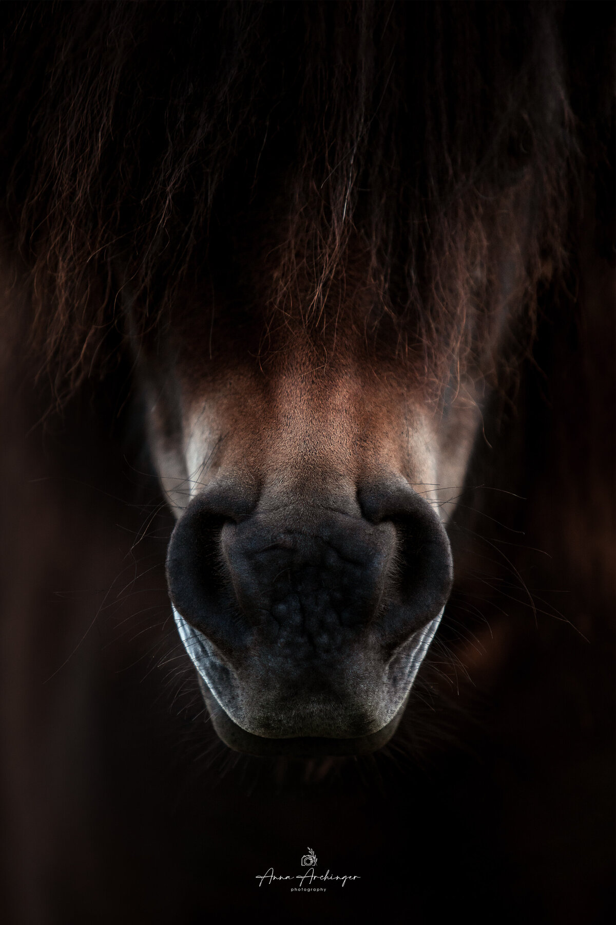 Shetland Pony Photography