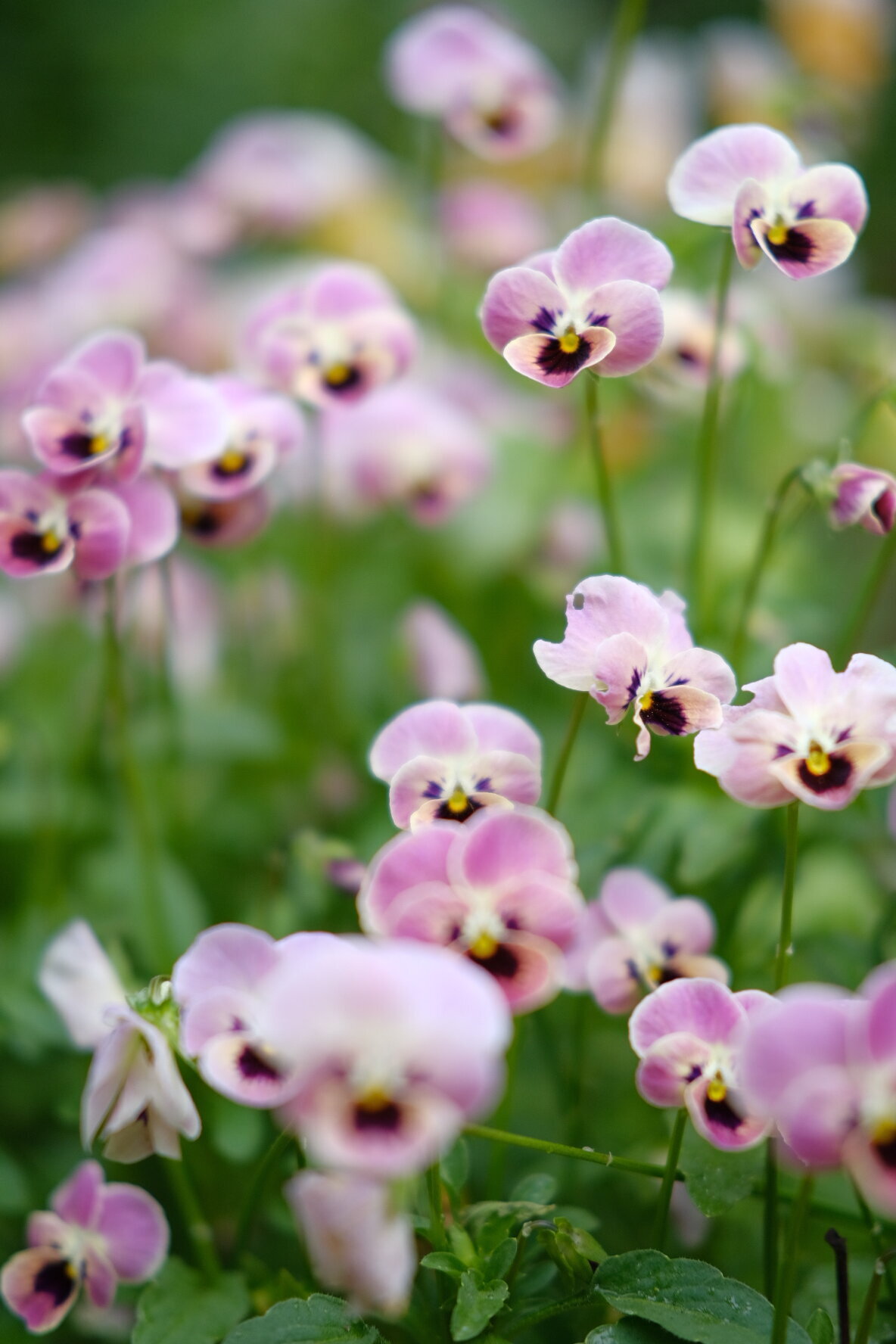 flower-season-in-victoria-bc-fleuris-studio-blooms