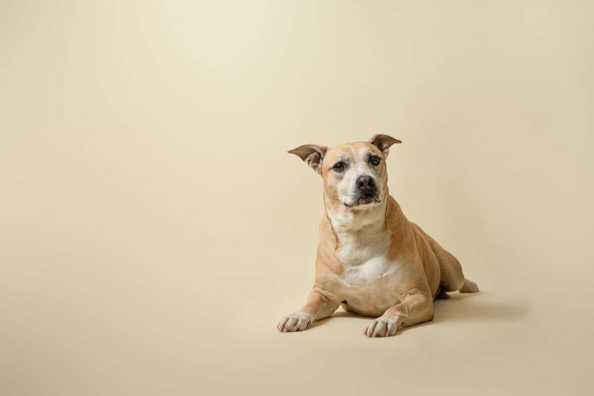 Tan terrier mix pet dog laying down on tan backdrop in Boston area studio