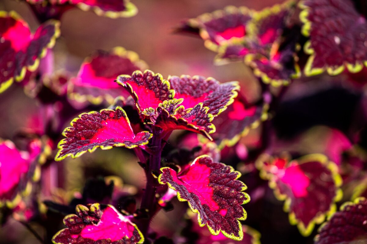 red-plant-e0de79c4-2500