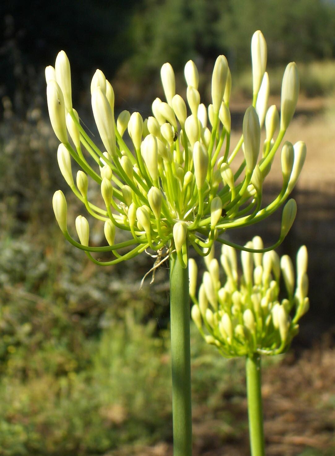 white flowers