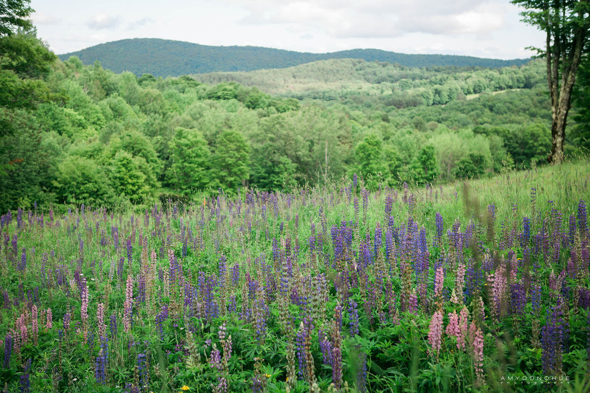 Amy Donohue Photography--34