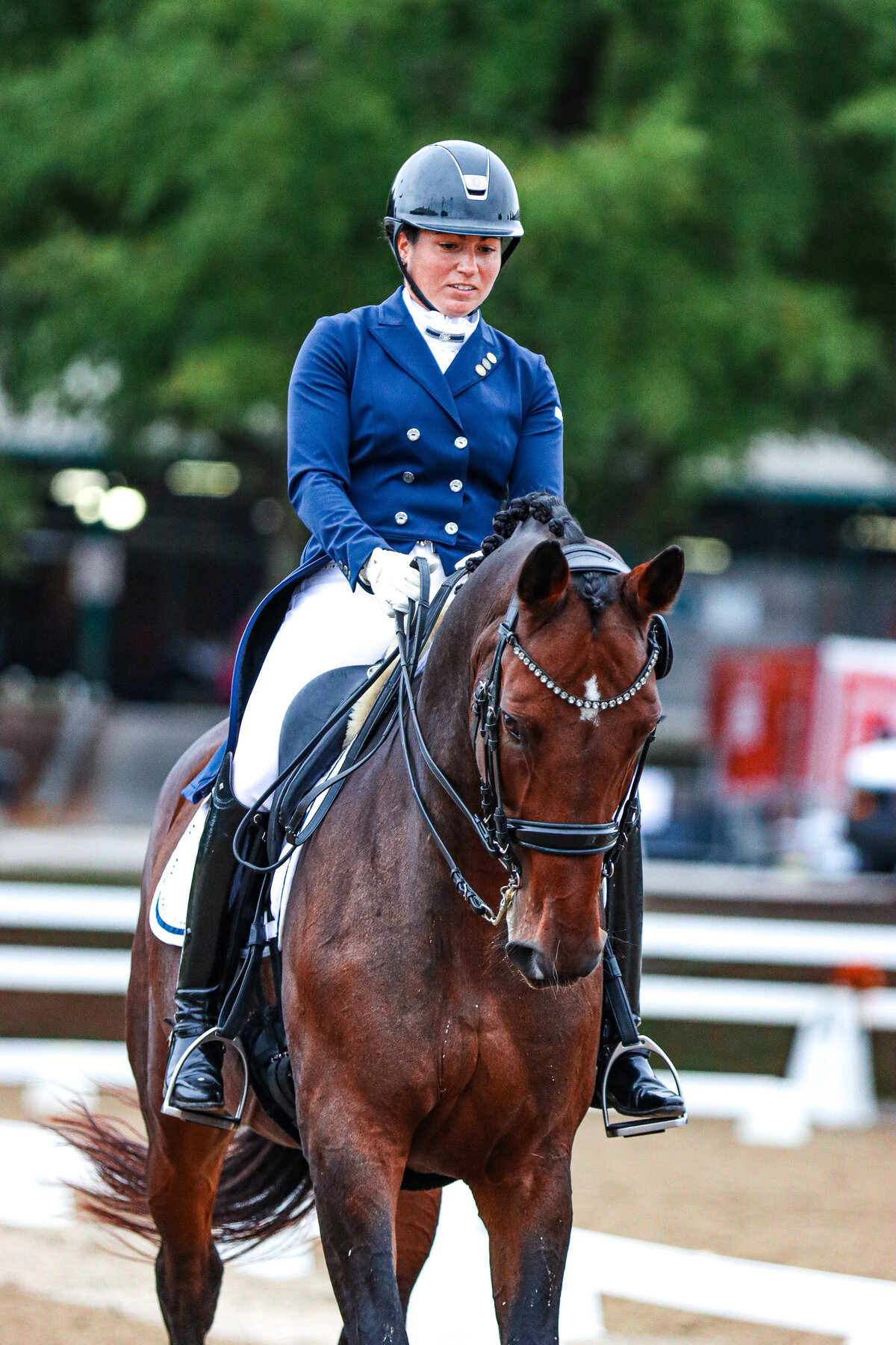 A bay dressage horse trotting towards the camera with its ears up at a show in Conyers, GA.