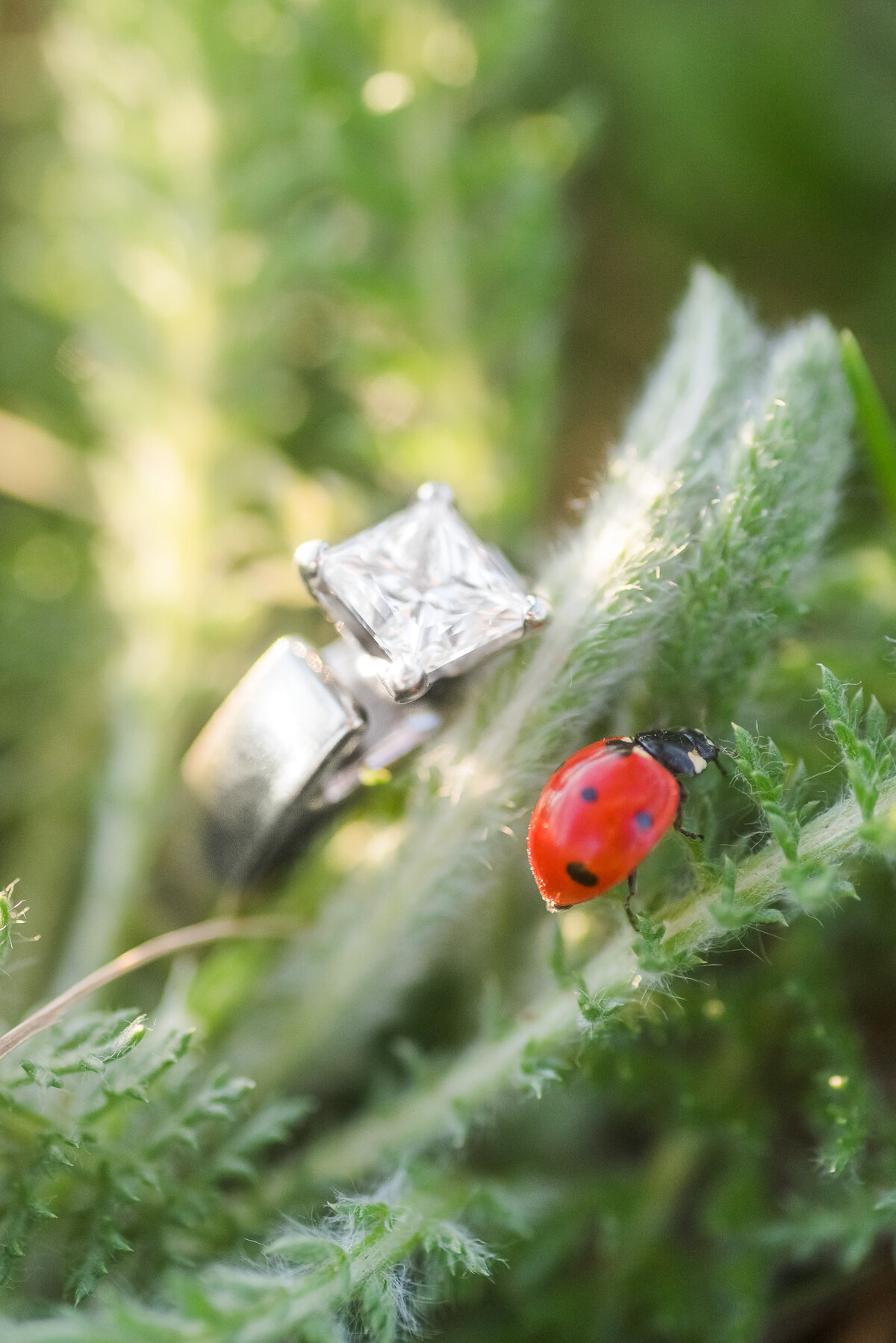 GALLERY-A&S Engagement-152