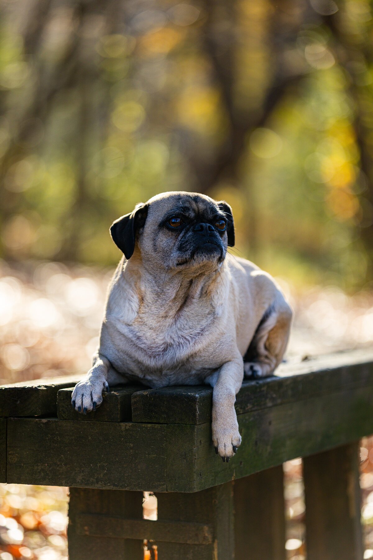 A fawn pug on a bench in a park in Durham, North Carolina.
