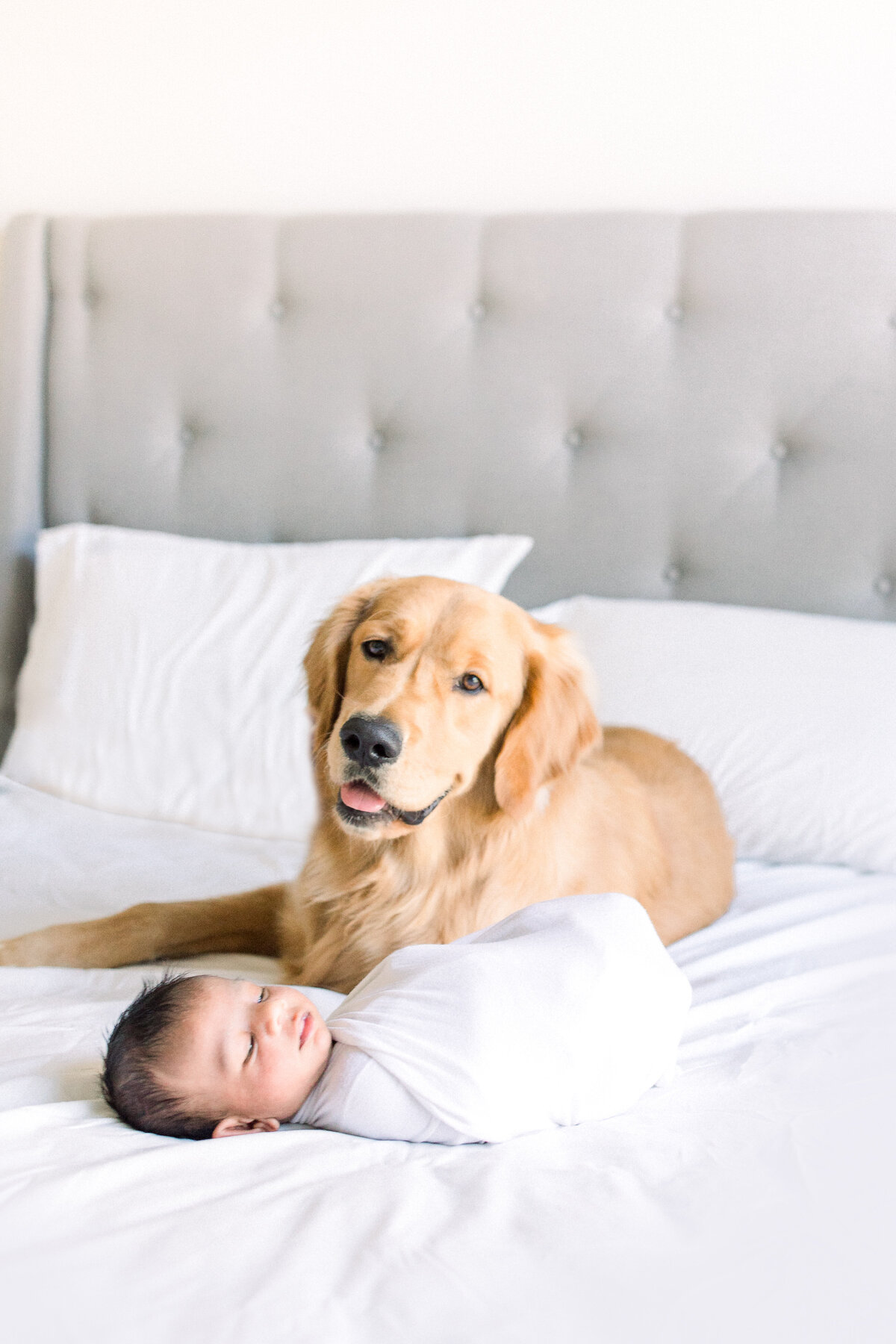 atlanta baby photos - baby and golden retriever on bed