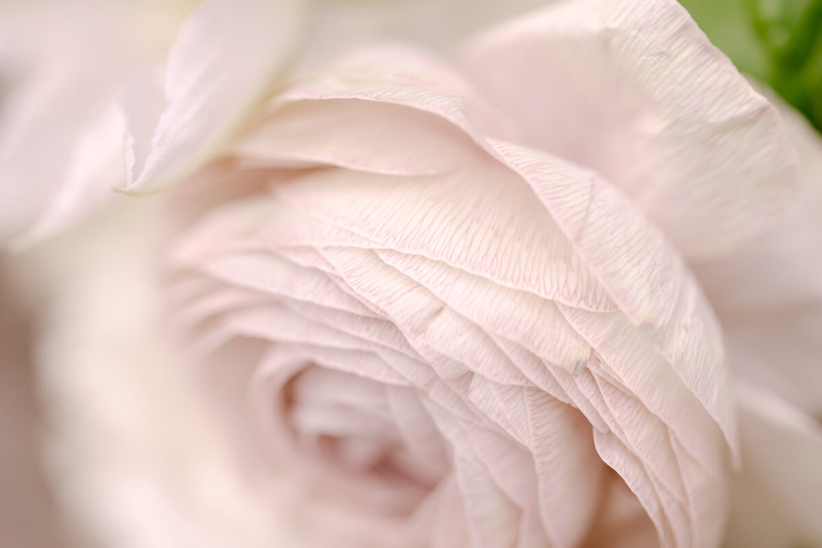 Macro photo of a flower at at wedding