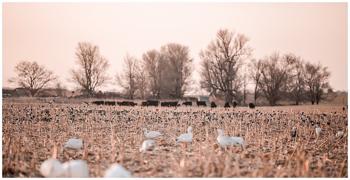 Fowl Plains Central Kansas duck and goose hunting outfitter0144