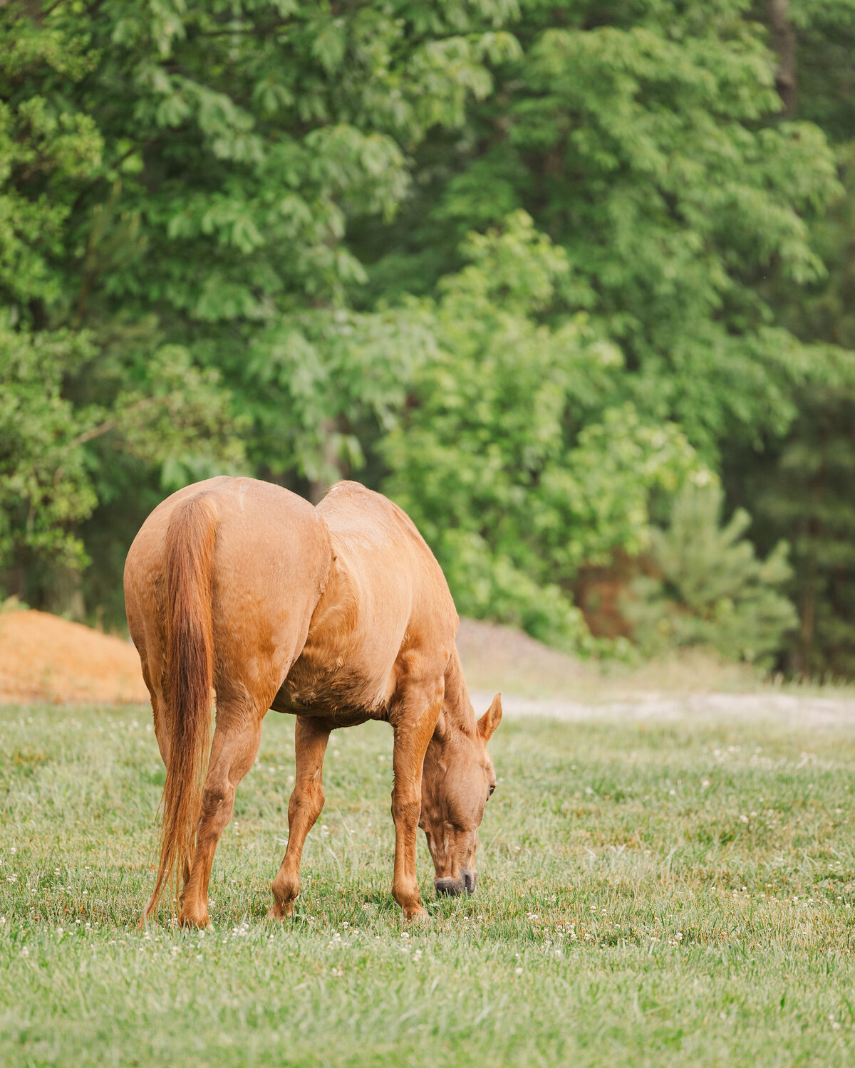 Equine Photographer in Richmond, Virginia