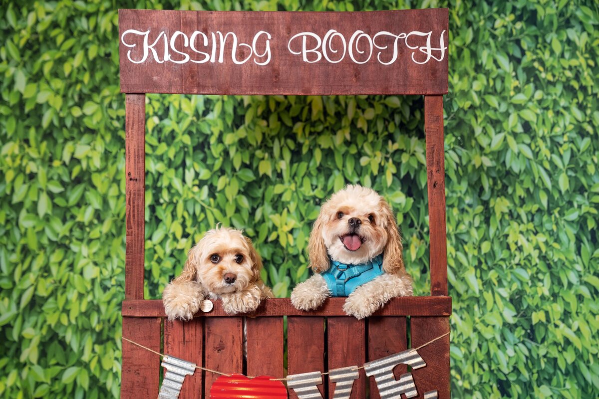 2 cavachons in kissing booth posing for houston freelance photographer