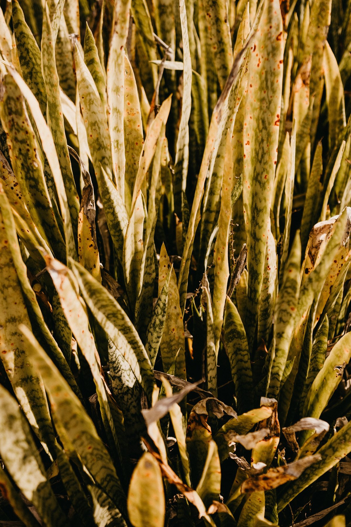 jonathan-borba-oUybR6qNlVU-unsplash