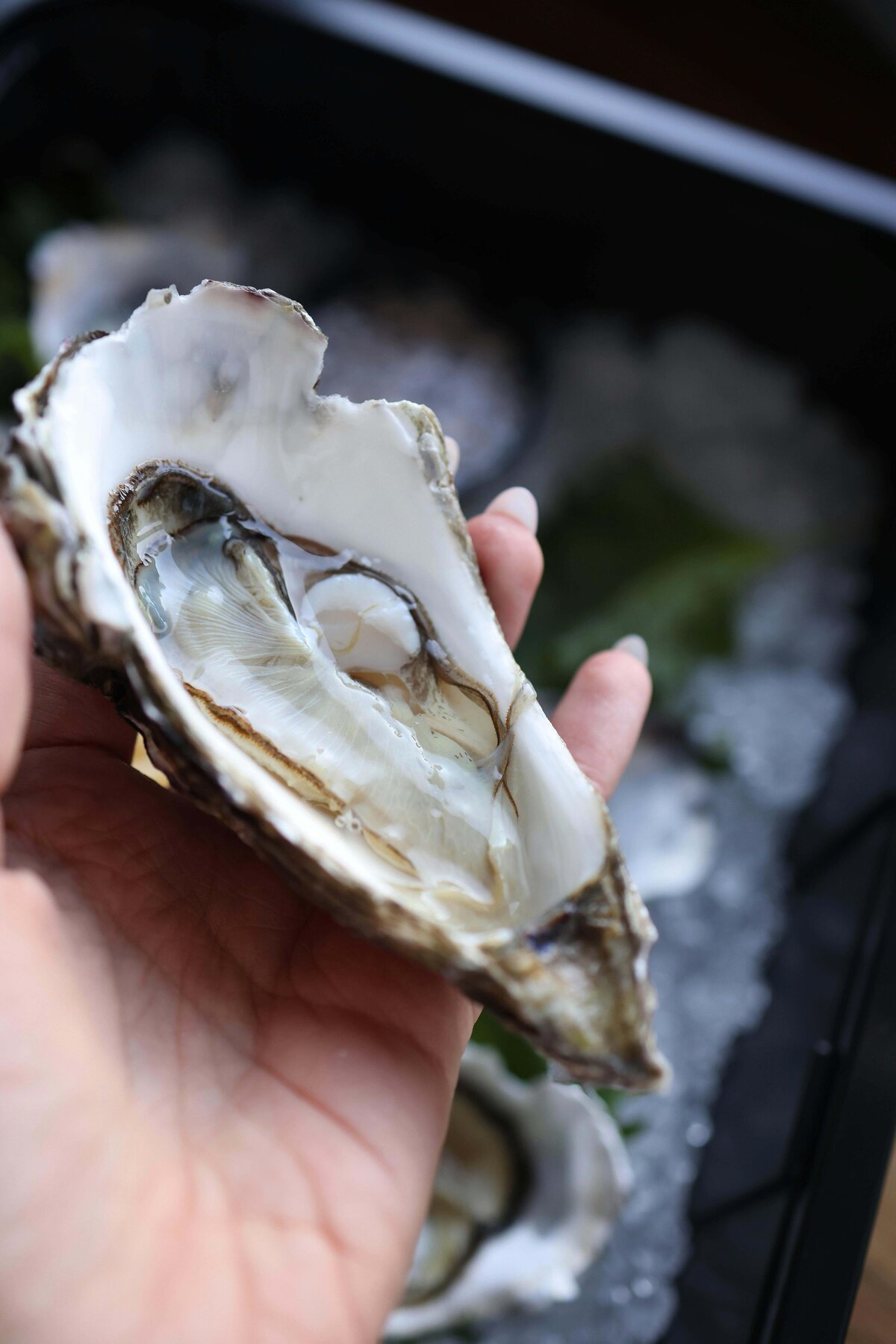 fresh oyster