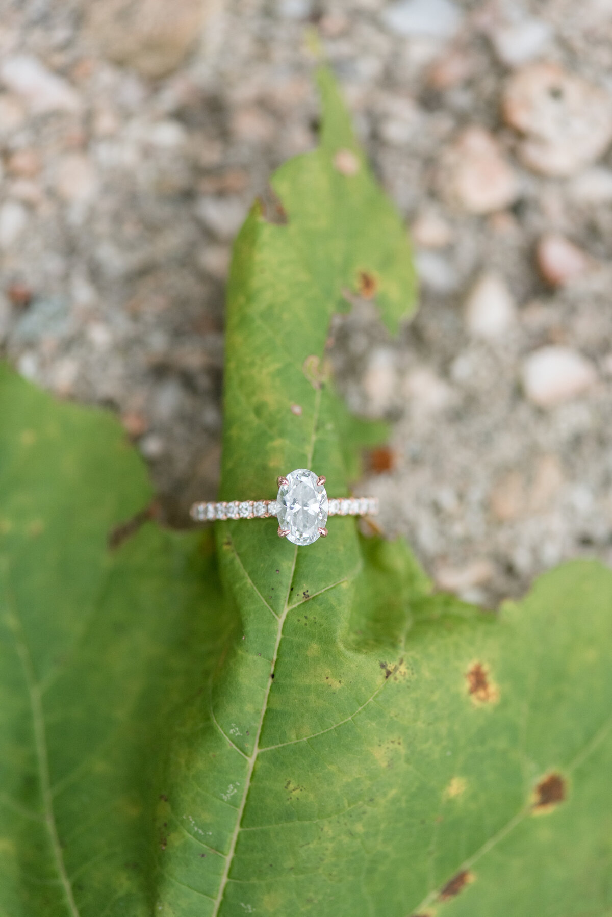 Diamond engagement ring displayed around the tip of a bright green leaf.