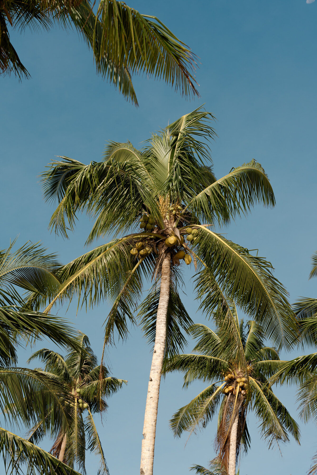 Tall coconut trees