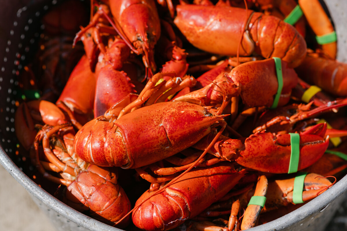 Meet Southern Maine Lobster's Team