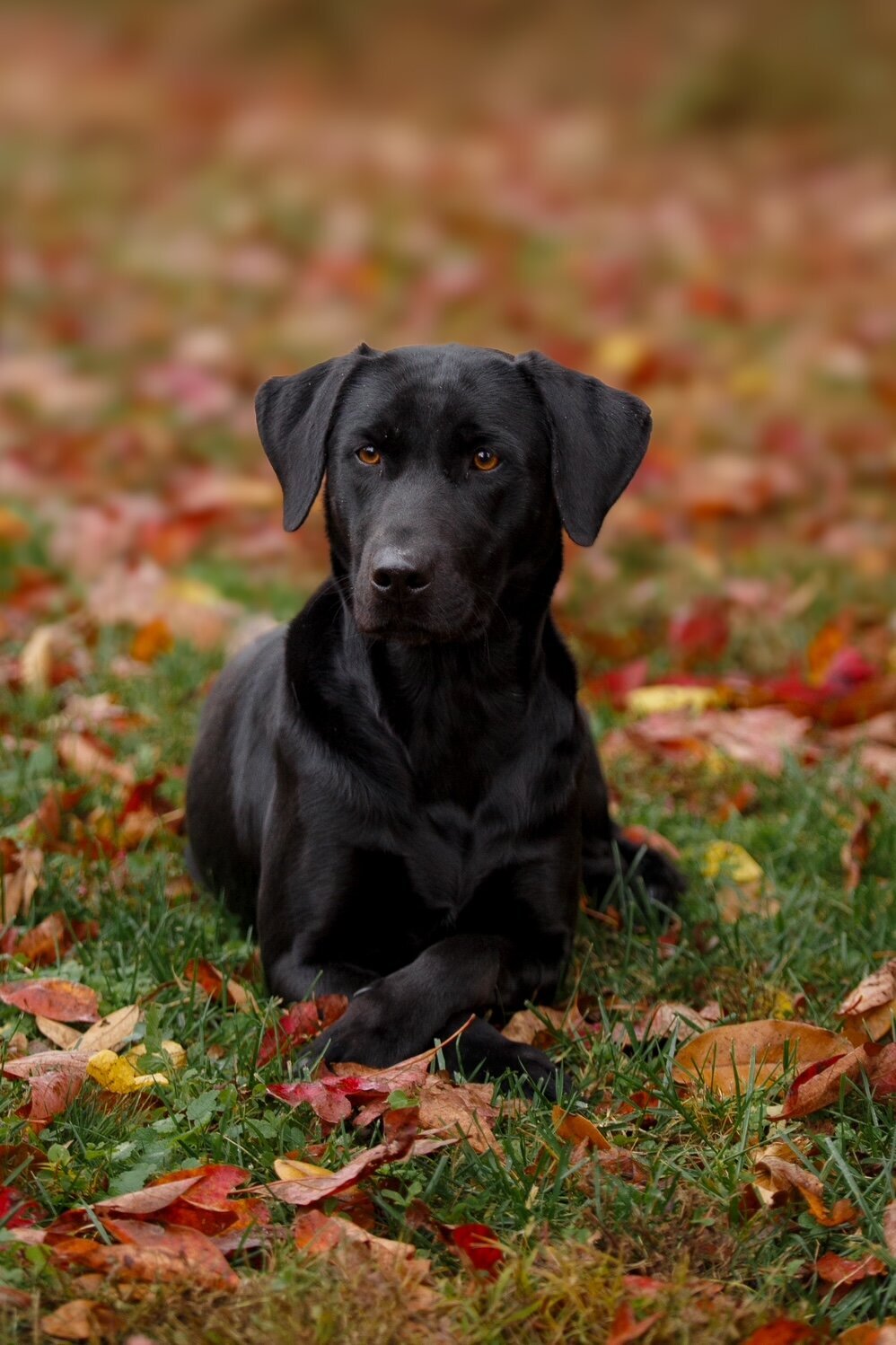 Girl holding labrador puppy
