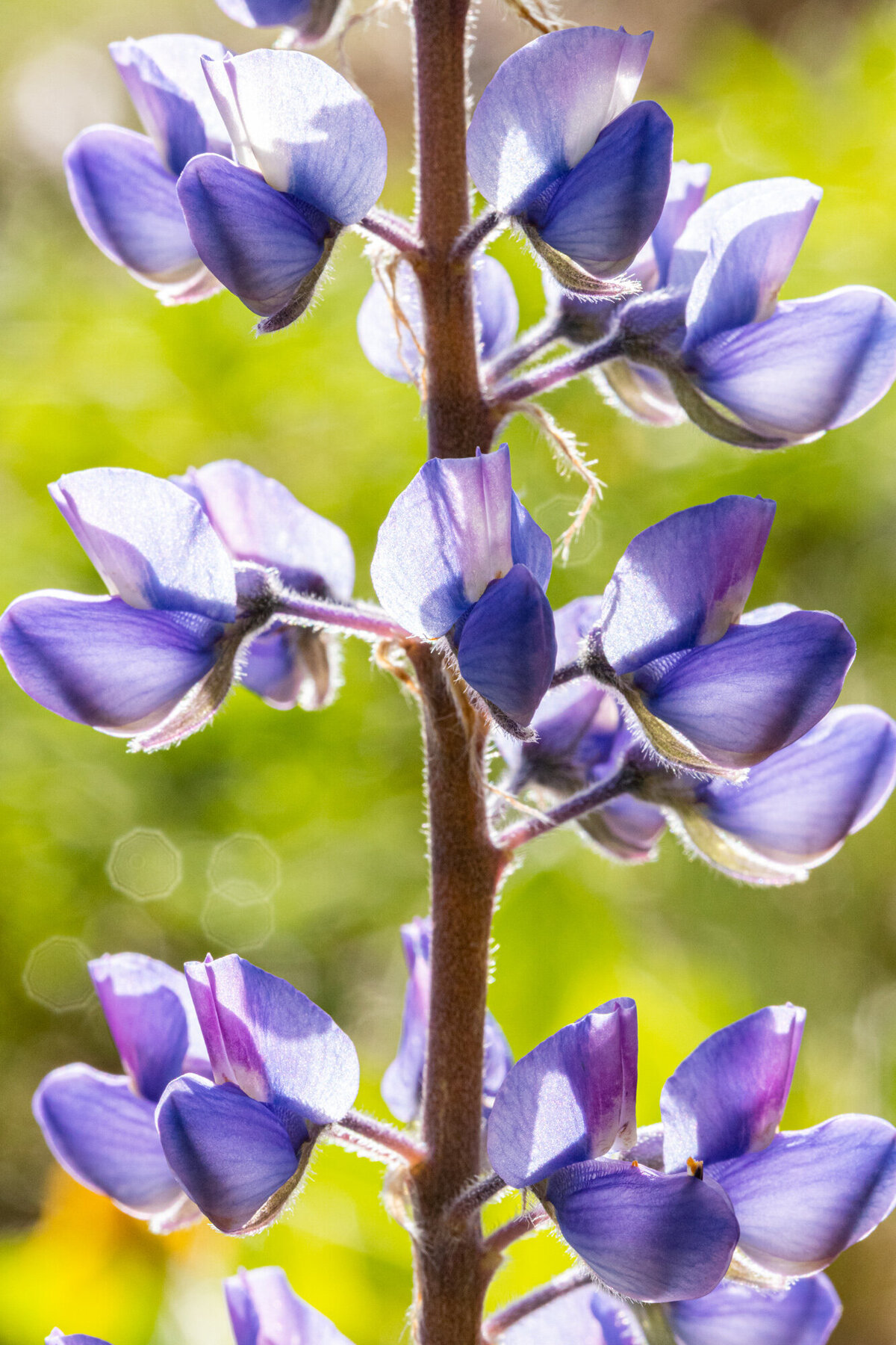 Backlit purple lupine Montana wildflowers, Missoula