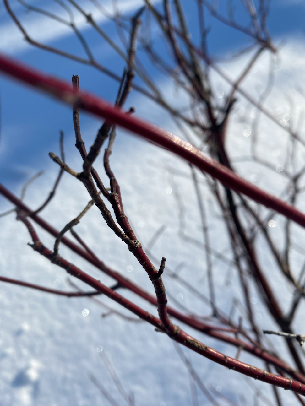 red dogwood ten lairs deep