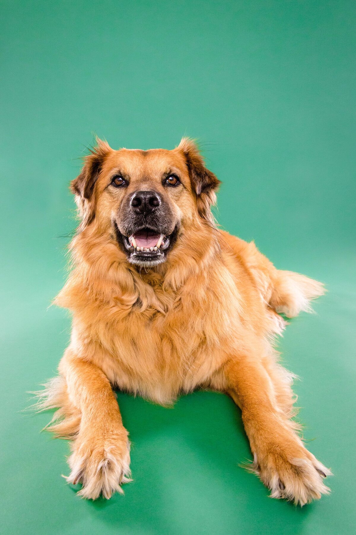Birmingham, Alabama Dog & Pet Photographer - The Beloved Pup Photo Studio 11