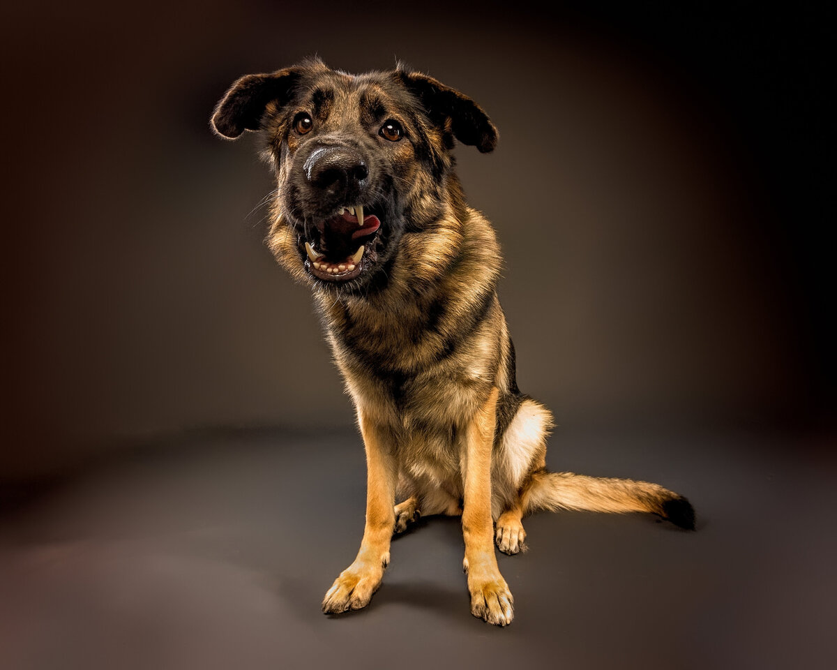 seattle-dog-photographer1-(1 of 1)