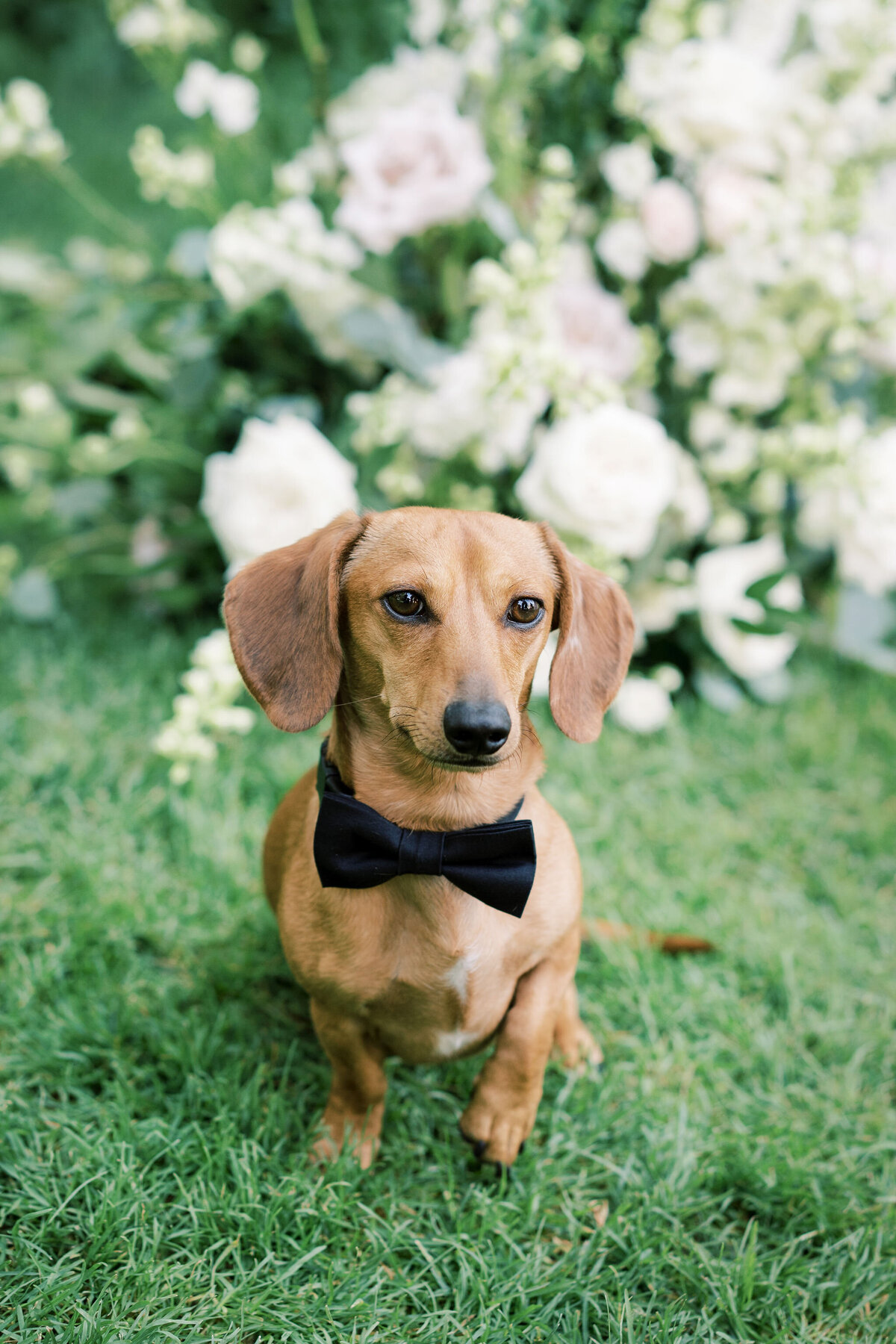 wedding-dog-bowtie