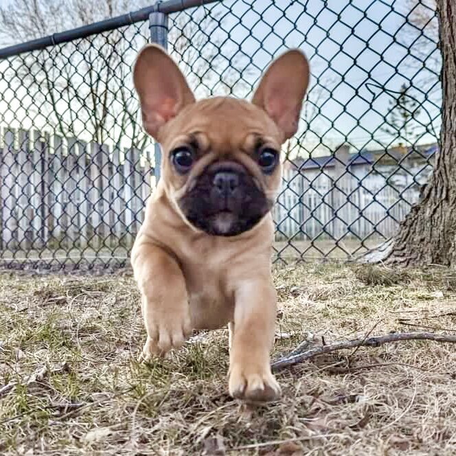 LMN Bulldog cute puppy