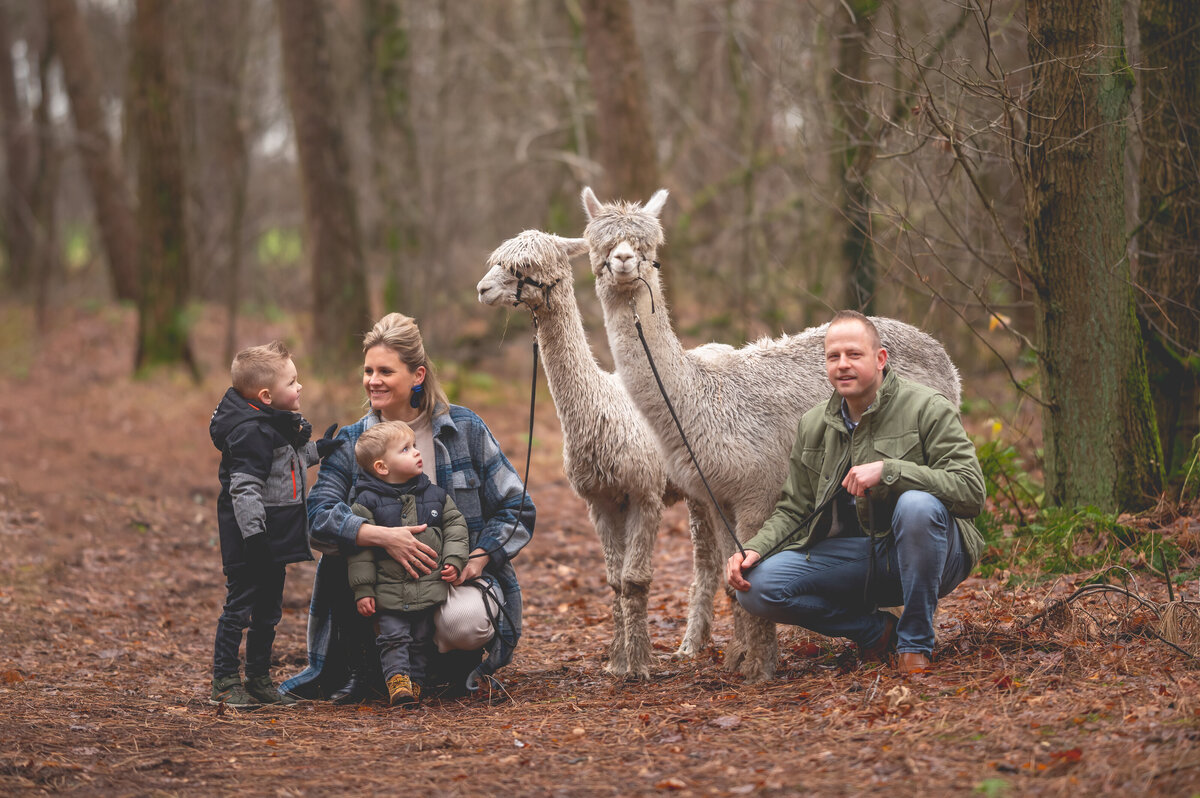 gezinsfoto met zwangere mama bij de alpaca's