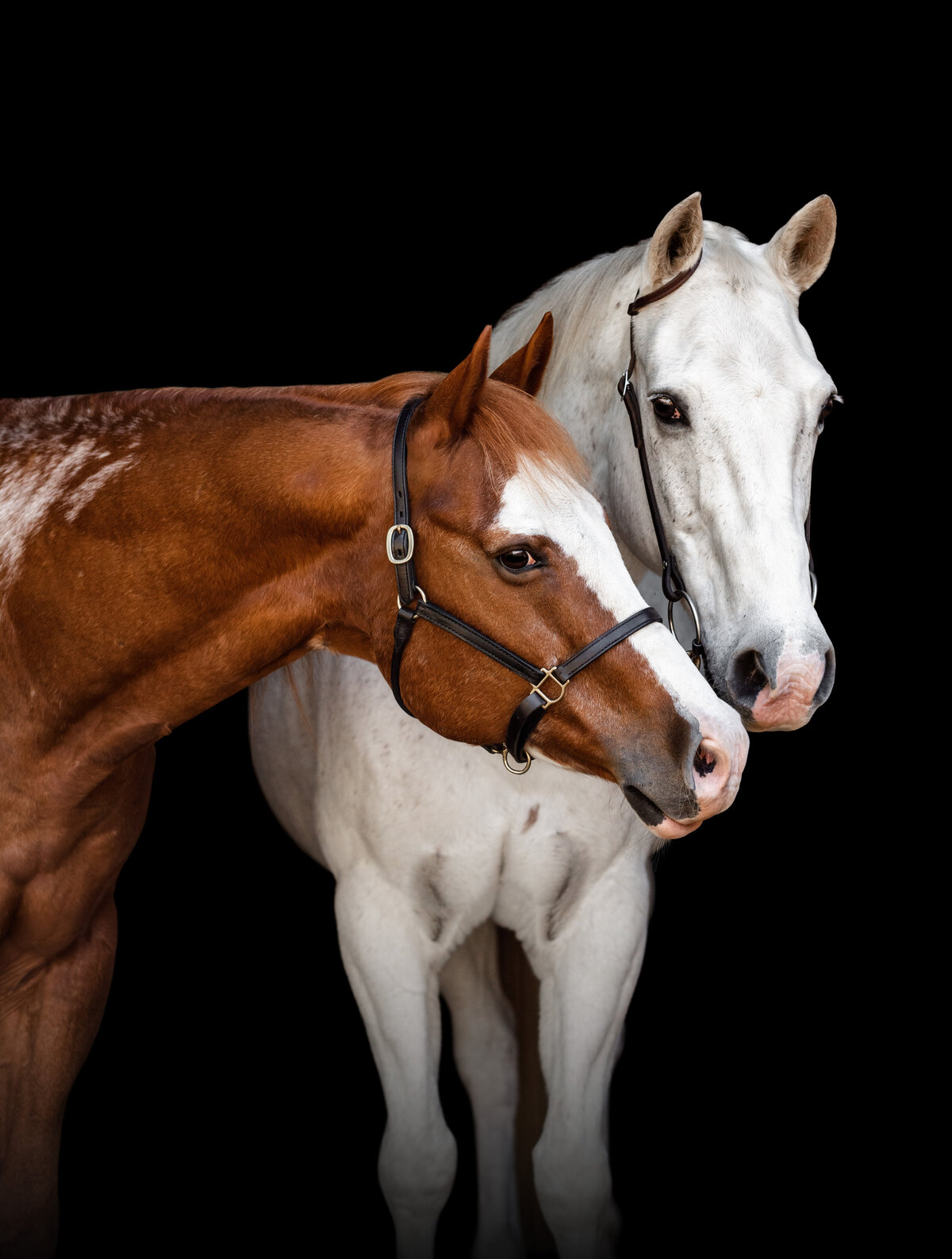 Paint horse showing some love captured by Alabama Equine Photographer