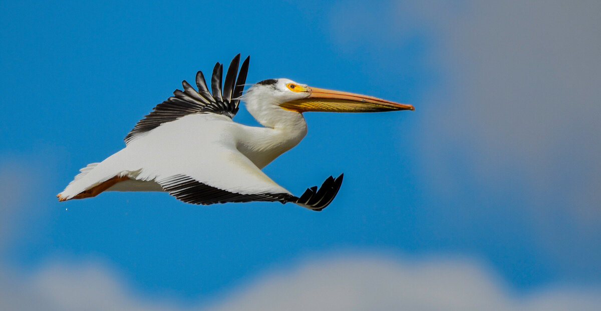 Great White Pelican 