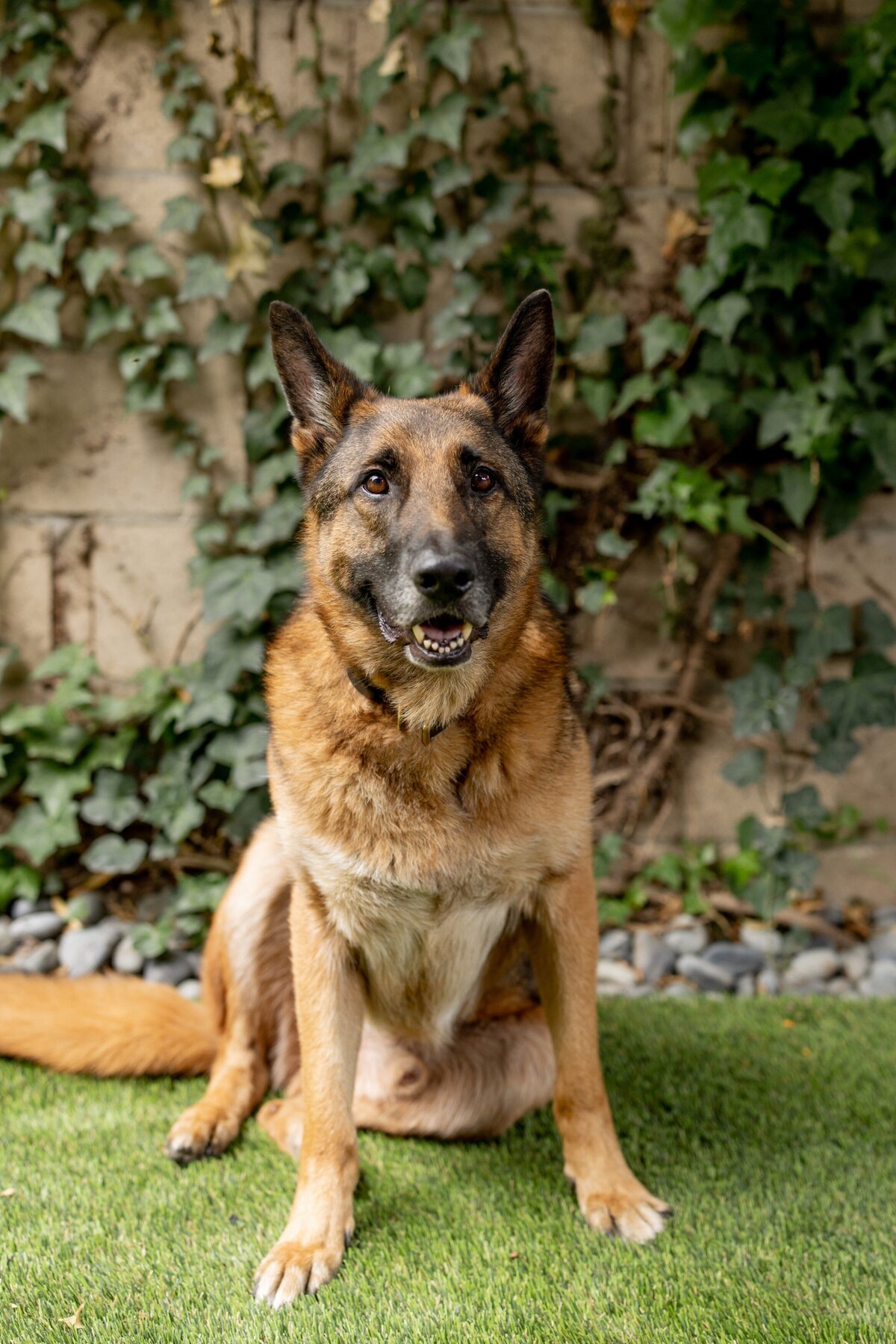 Dogs-1