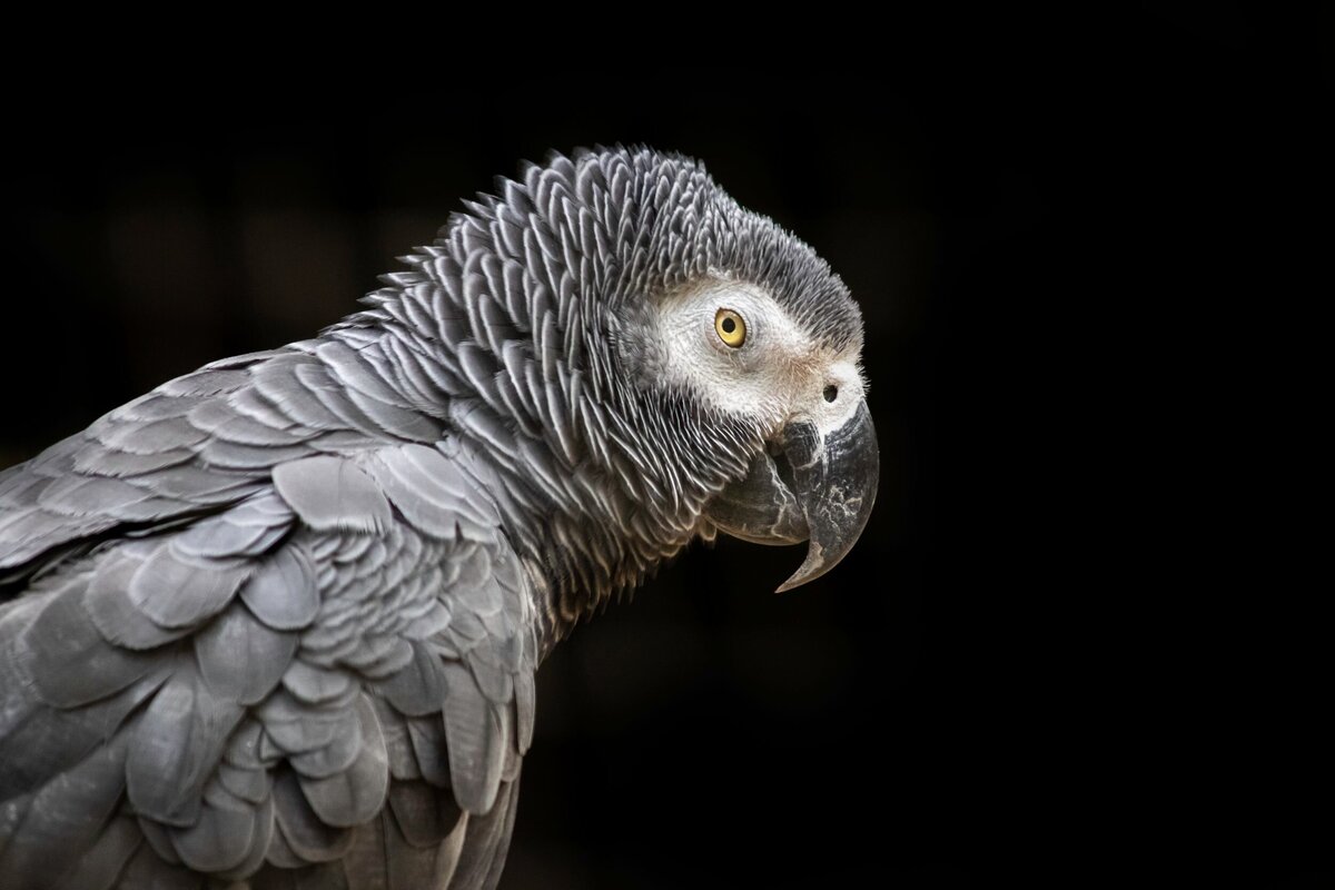 African_Grey-c11b1949-2500