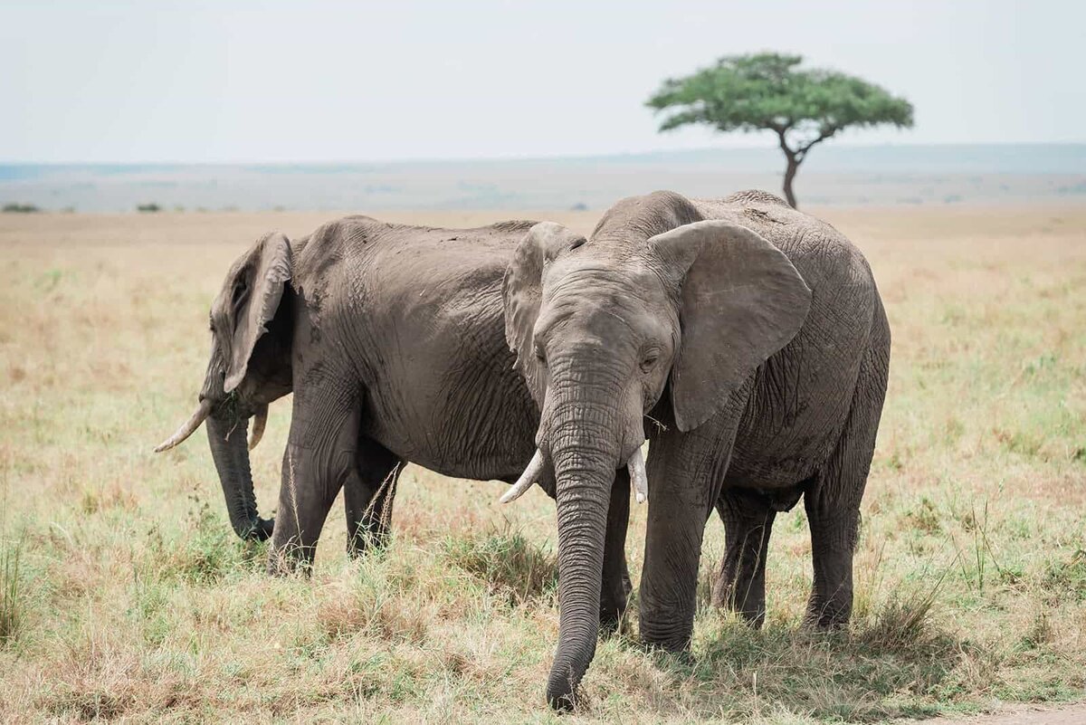 luxury-destination-elopement-photographer-for-safari-park-weddings