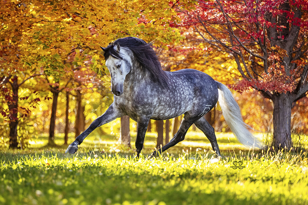 0-AA0I0710©StunningSteedsPhoto-LR