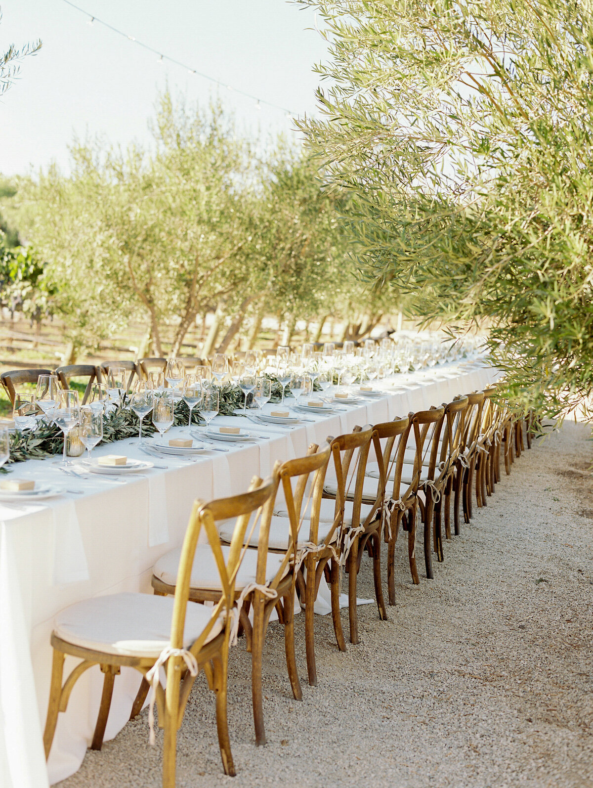 long table with wooden chairs and white table cloth surrounded by lined path of olive trees at sunstone winery