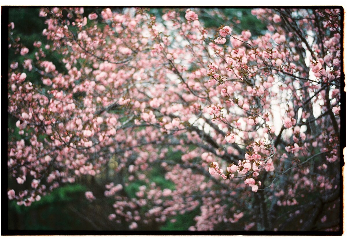 Amber_Watson_Film_Florals (9)