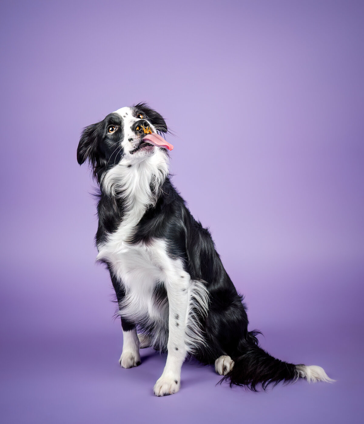 Pets-through-the-Lens-Photography-Vancouver—Lifestyle-Studio-Dog-Photography