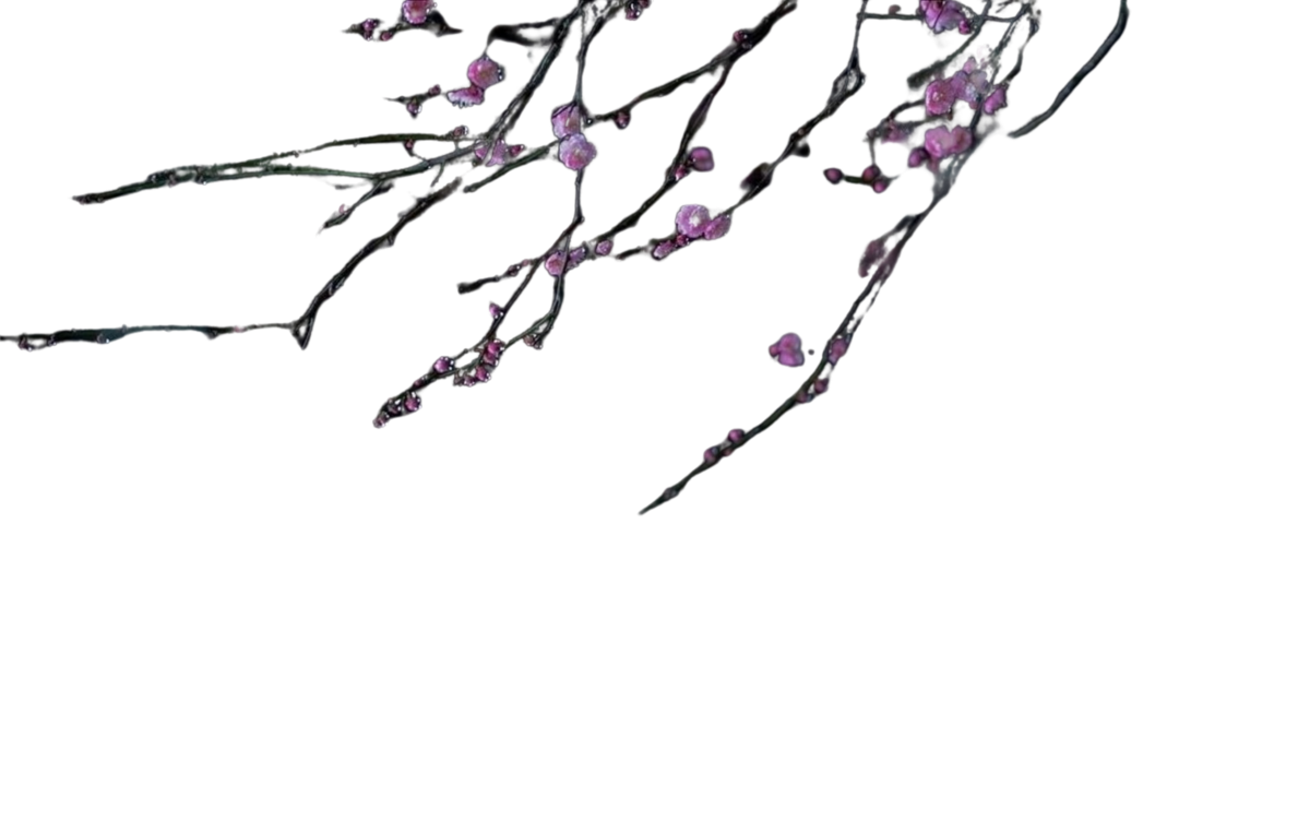 Cherry Blossom Illustration