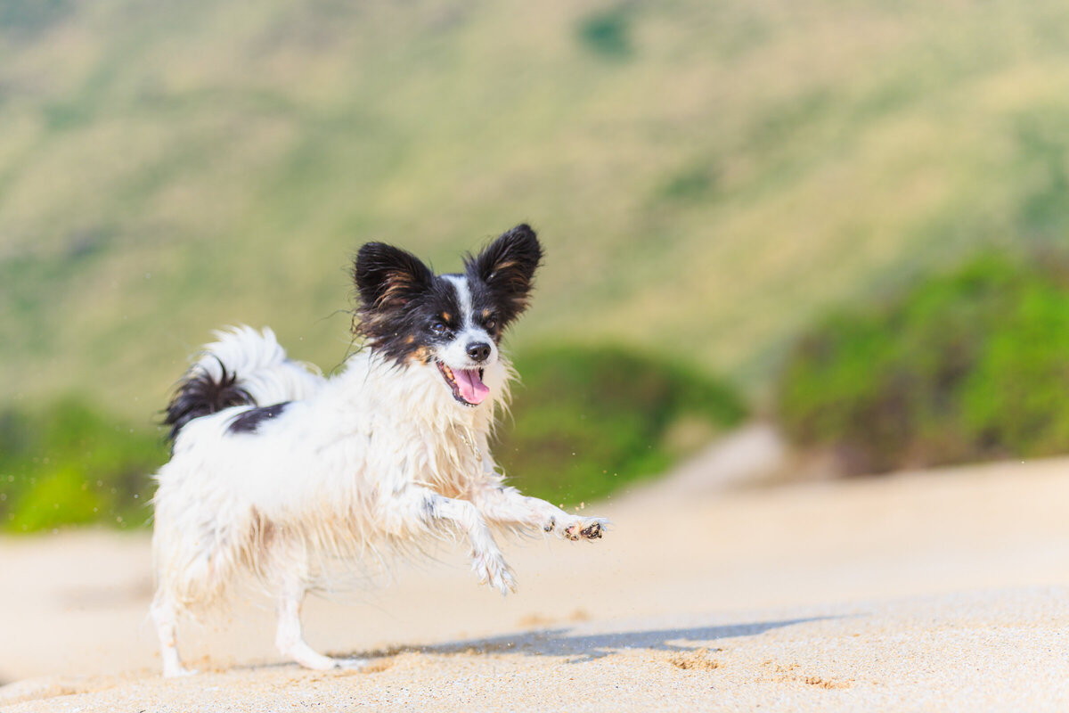 Hawaii Senior Dog Photography-1