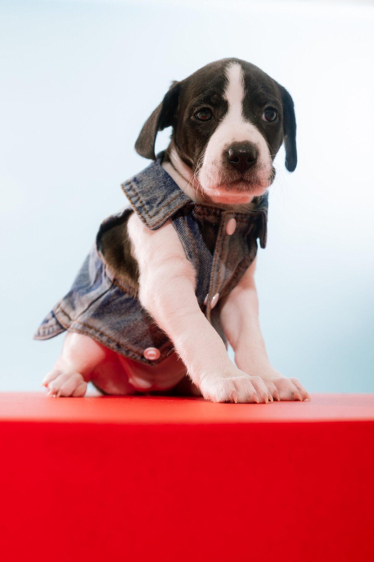 denimpuppiesTAP_-2