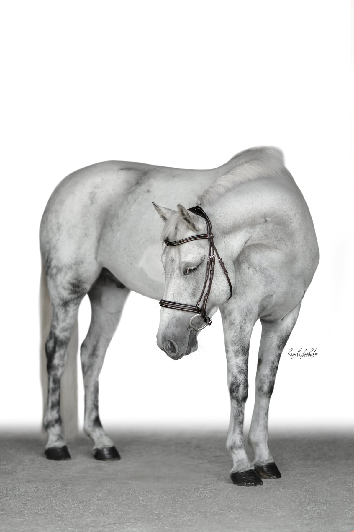grey gelding photographed in north carolina by equine photographer
