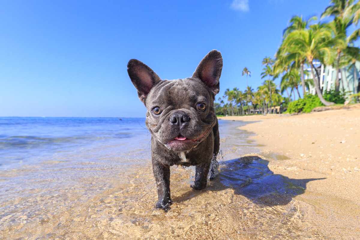 Hawaii Senior Dog Photography-13