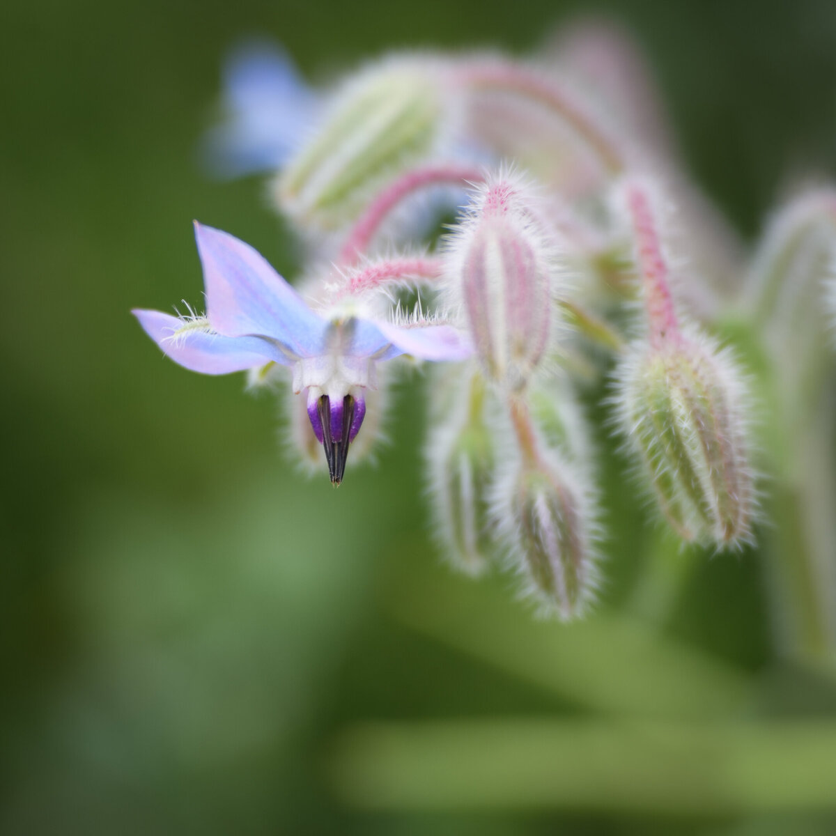 Macro photo of purple flowers.