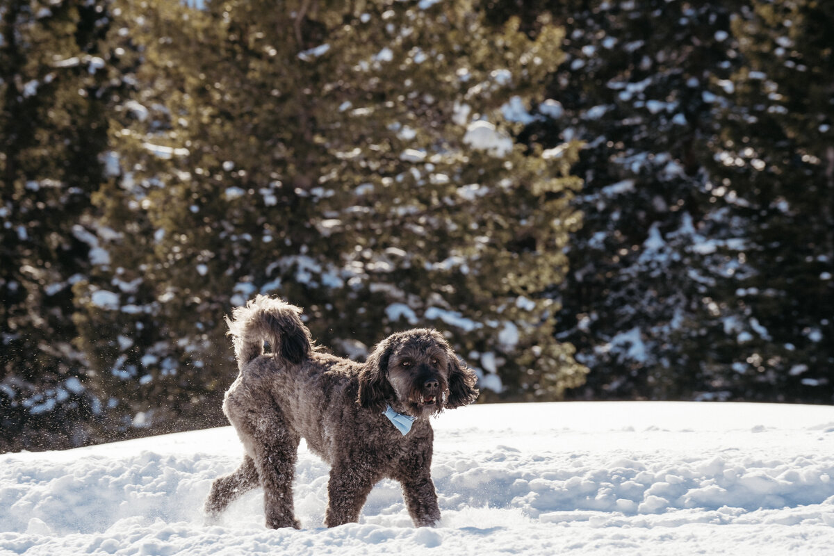 Sam-Murch-Photography-Ouray-Winter-Elopement-with-dog-53