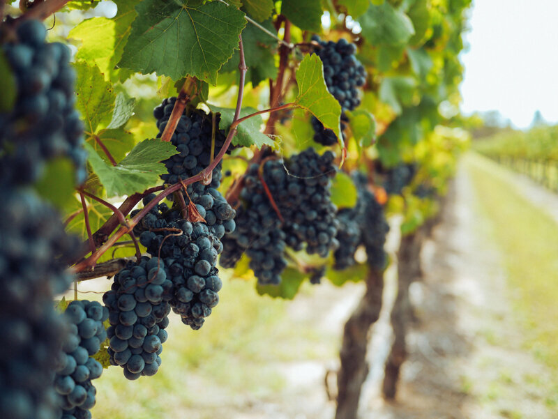 pexels-grape-things-3840335