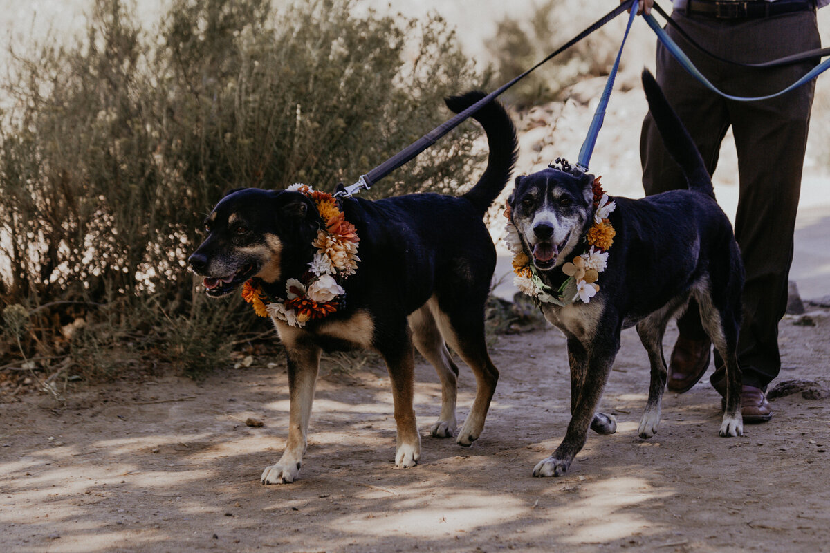 two dogs with flower collars ready for the wedding