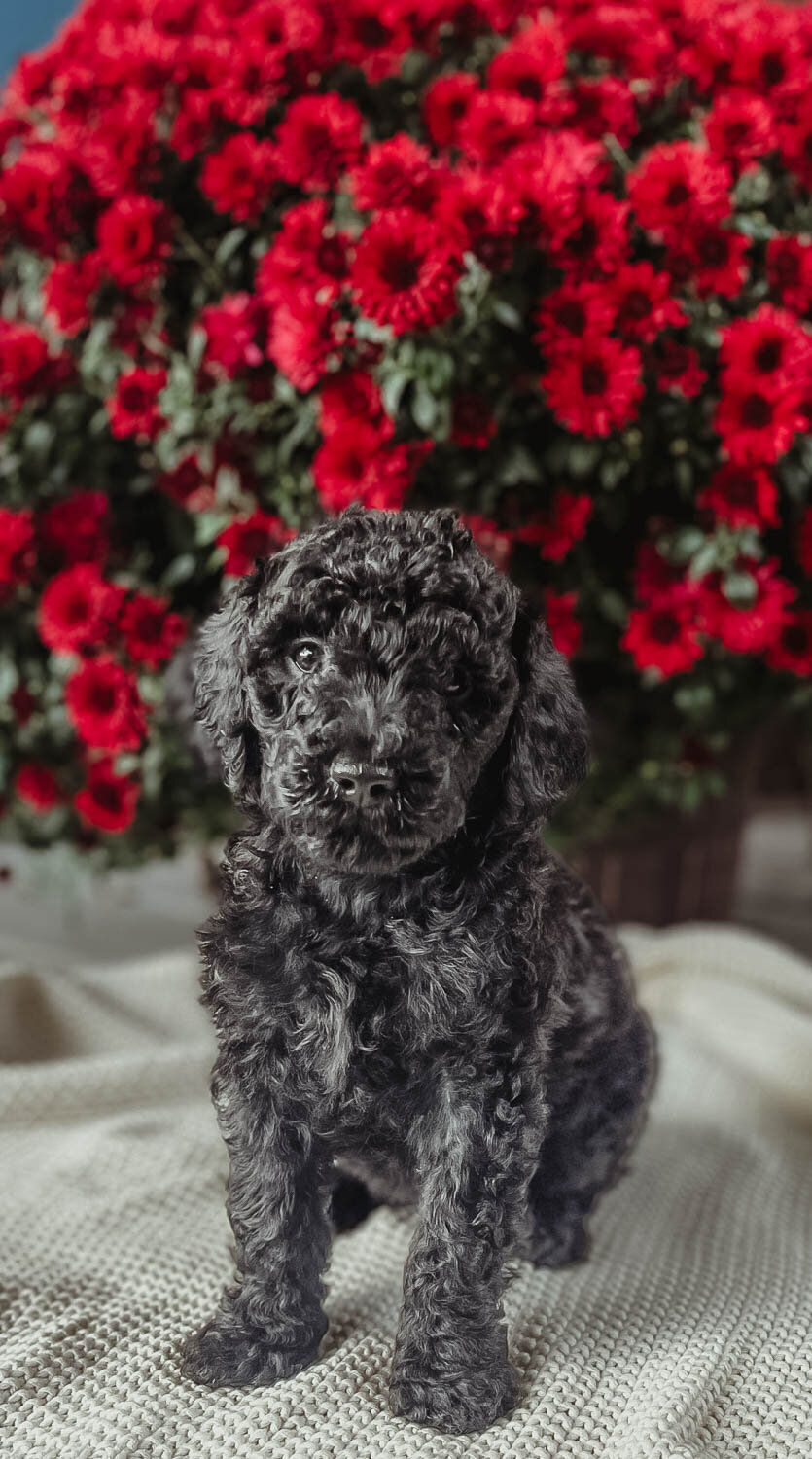 Salish Sea Miniature Poodles--134