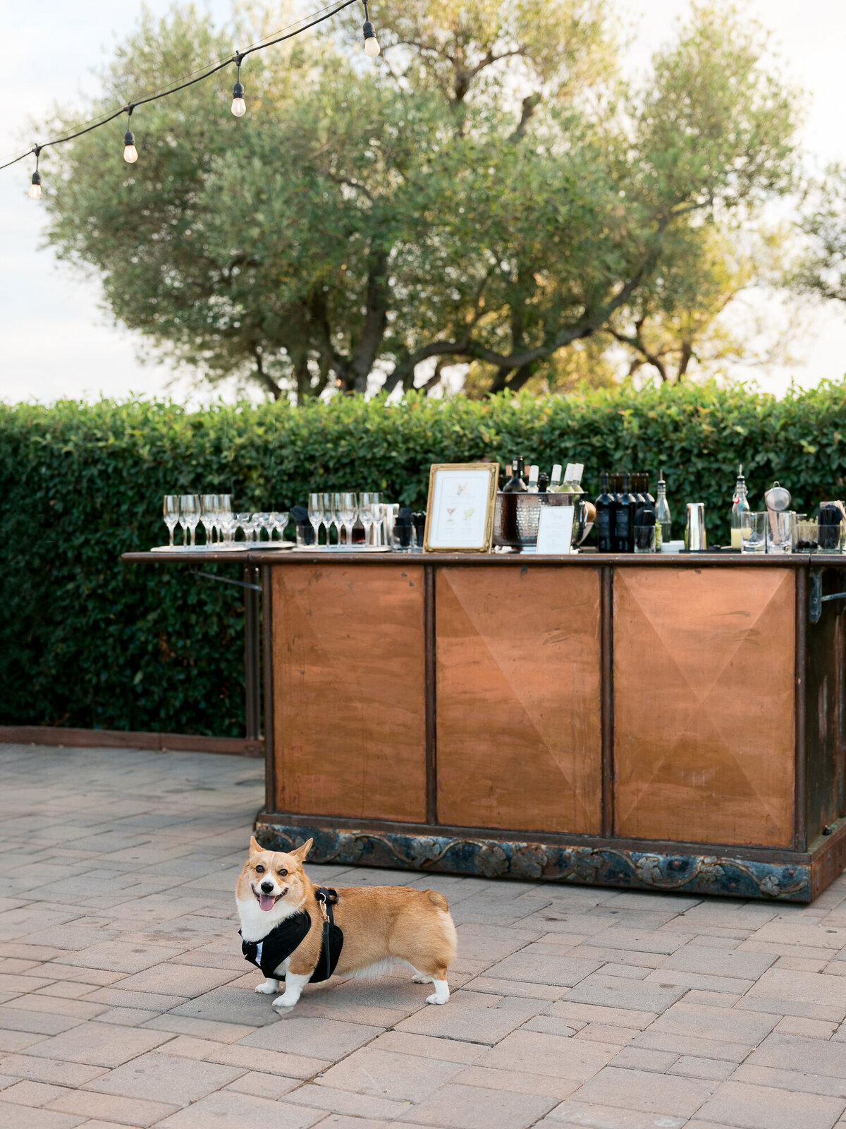 Cocktail bar at viansa winery